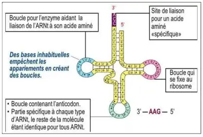 Expression de l’information génétique